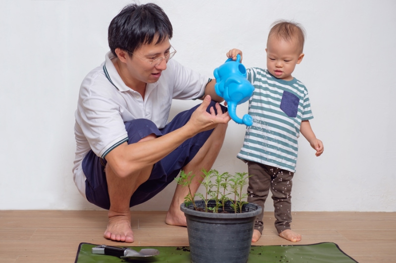 5 Ways to Improve Your Indoor Air Quality. Smiling Middle age asian father teaching his cute little asian 18 months / 1 year old toddler baby boy child about plants at home / apartment in the urban city, they watering plant from watering can.