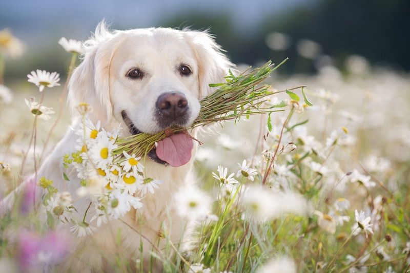 Closeup portrait of young beautiful dog breed Golden Retriever