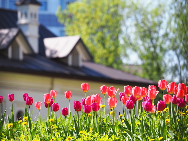 A flower bed with pink and purple tulips in the rays of sunlight against the backdrop of a beautiful white house with a sloping roof. Gardening (A flower bed with pink and purple tulips in the rays of sunlight
